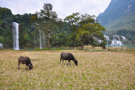 Cows on a pasture on a background of a waterfall.の写真素材