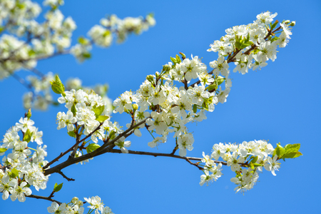 Flowering branch of cherry tree against the blue sky.の写真素材