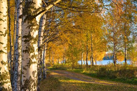 Golden autumn. Forest road in a birch grove.の写真素材
