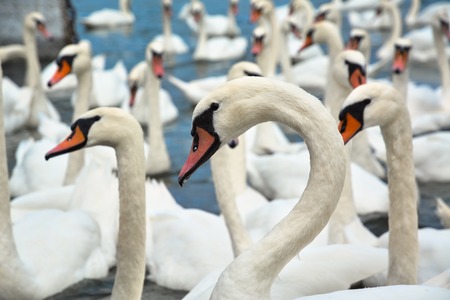 Flock of beautiful white swans on the water.の写真素材