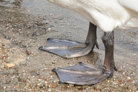 Paws white swan standing near the water close up.の写真素材