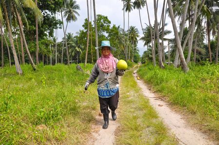 Woman collects harvest coconuts in palm forest.の写真素材