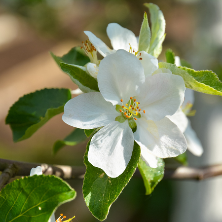 Beautiful flowering branch of apple tree close-up.の写真素材