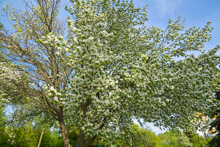 Big apple tree in bloom against a blue sky.の写真素材