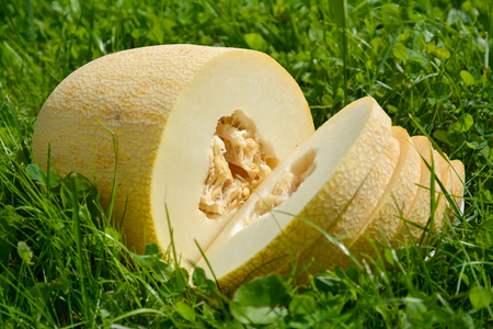 Sliced melon on a background of green grass.の写真素材