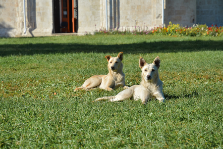 Two sympathetic dogs are resting on the lawn.の写真素材