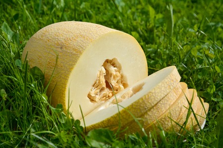 Ripe sliced melon on grass background.の写真素材