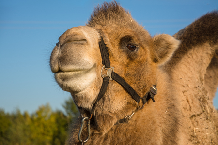 Bactrian's camel's head close up.の写真素材
