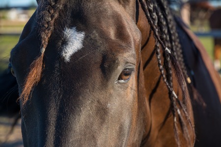 Clever thoroughbred horse looking at the camera.の写真素材