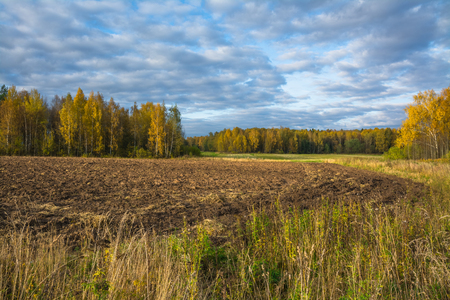 Beautiful picture of golden autumn on the edge of the forest.の写真素材