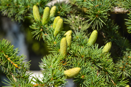Branch of Crimean pine with young cones.の写真素材