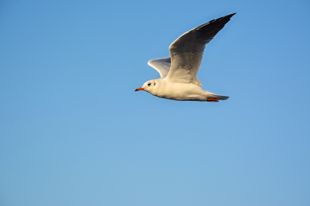 Seagull flying isolated on blue sky background.の写真素材