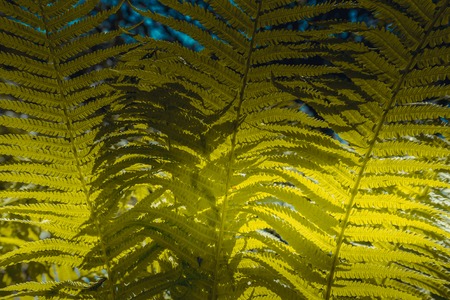 Sun-fronted fern leaves for the background.の写真素材