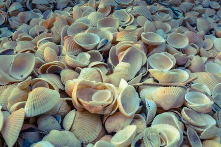 Lot of small seashells on the beach.の写真素材