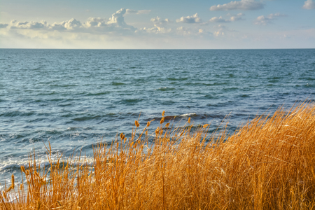 Dry golden grass against the background of a blurry sea.の写真素材