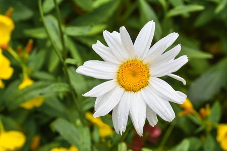 Bright fresh chamomile flower on a background of green grass.の写真素材