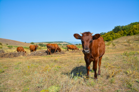Herd of red cows on pasture.の写真素材