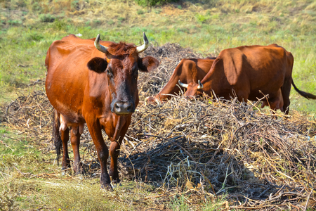 One of the cows in the herd looks into the cameraの写真素材