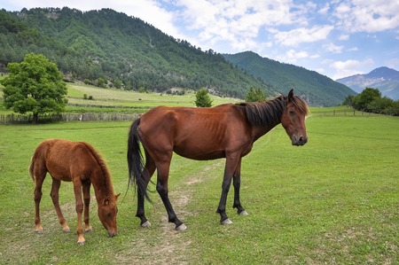 Horse with a foal on a pasture in a mountain Svaneti, Georgia.の写真素材