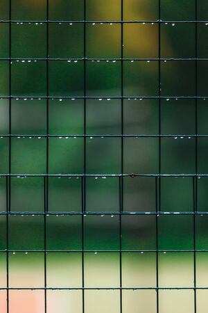 Fence from the grid close-up with drops after rain