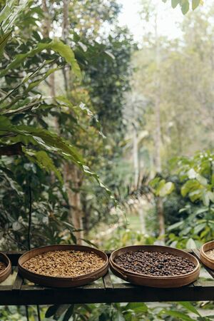 different type of roasting coffee beans luwak on a coffee plantation in Asia