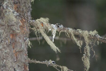 Moss on Pine Treeの写真素材