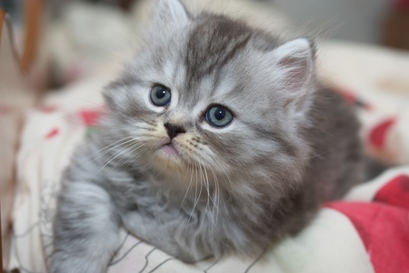 Persian kittyの写真素材