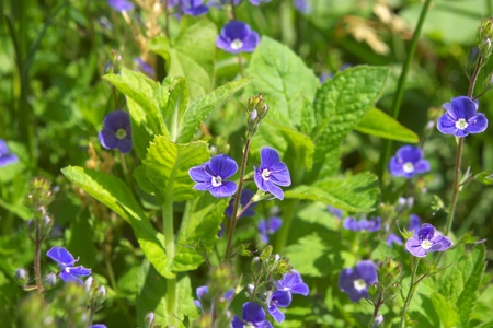 Violet Vitrockiana  の写真素材