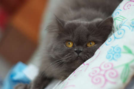 Persian cat  の写真素材