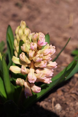 Pink hyacinth  の写真素材