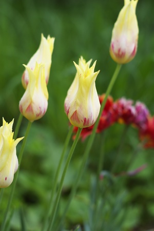 Tulip  の写真素材