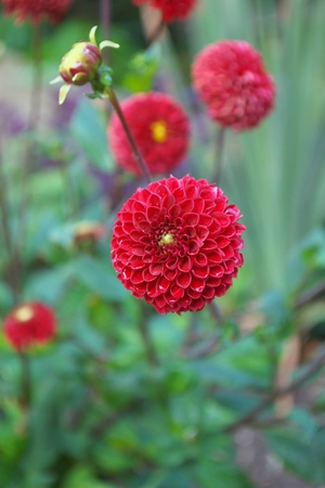 Red dahlia  の写真素材
