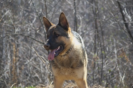 Sheep dog  の写真素材