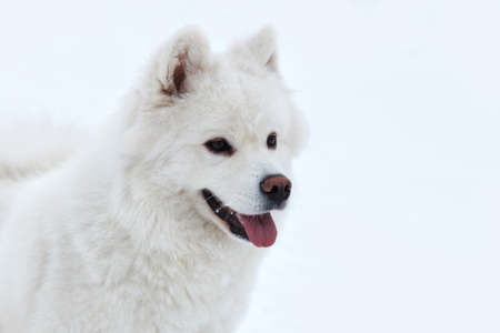 white Samoyed dog on the snow backgroundの写真素材