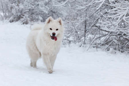 white dog Samoyed walks in the woods in winterの写真素材