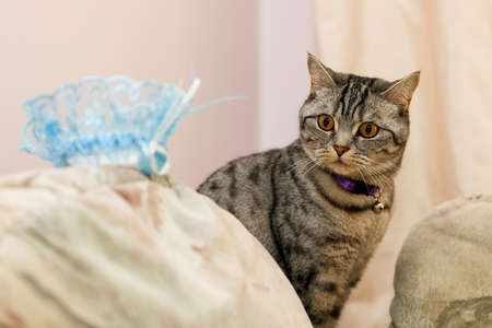 cat and Bridal accessoriesの写真素材