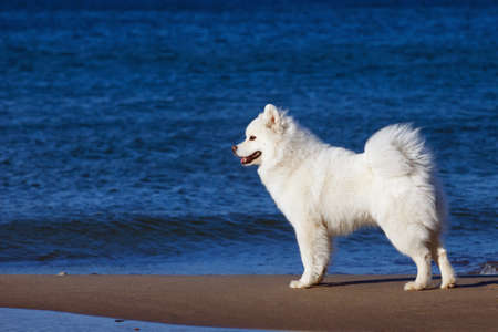white Samoyed dog walks near the seaの写真素材