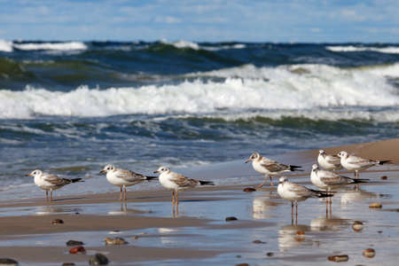 gulls looking for stormの写真素材