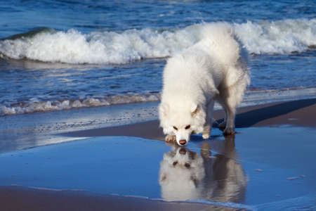 white dog Samoyed looks at his reflection in the waterの写真素材
