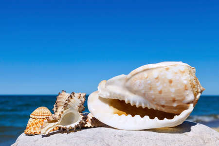 Exotic shells on the sea and blue sky background. Space for text