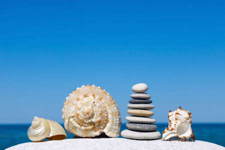 Exotic shells on the sea and blue sky background. Space for text
