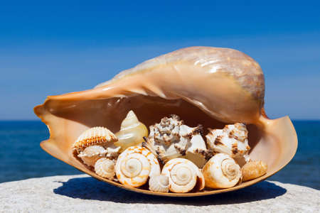 Exotic shells on the sea and blue sky backgroundの写真素材