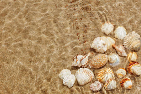 Exotic seashells on the seabed under water. Summer beach background. Top view, copy space