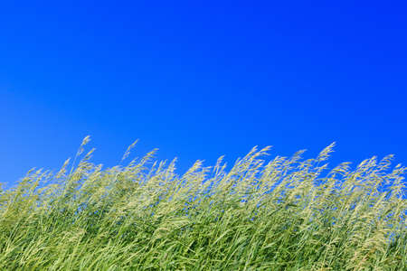 Green grass against the bright blue skyの写真素材