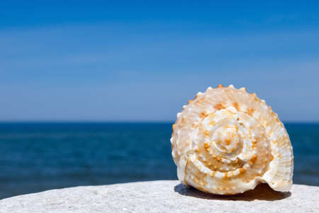 seashell lies on a white stone on a background of the summer sea and blue sky. place for textの写真素材