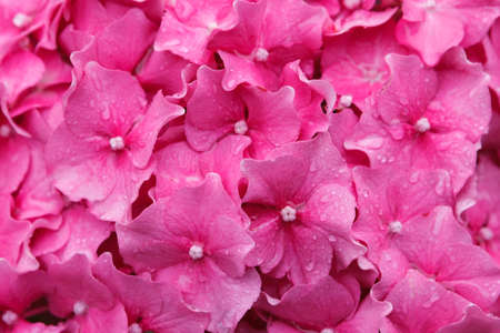 pink hydrangea with raindrops. Floral background, texture