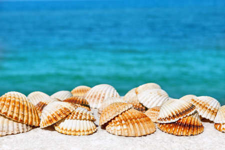Exotic seashells on a background of a warm summer sea. Space for textの写真素材