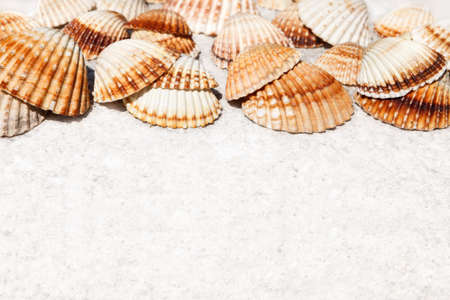 Exotic sea shells lying on a white stone. copy spaceの写真素材