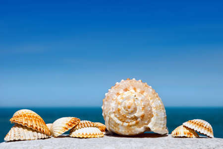 Exotic shells on the sea and blue sky background. Space for textの写真素材