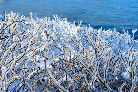 branches of a bush covered with ice. Ice stormの写真素材